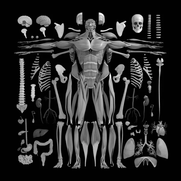 Male anatomy model — Stock Photo, Image