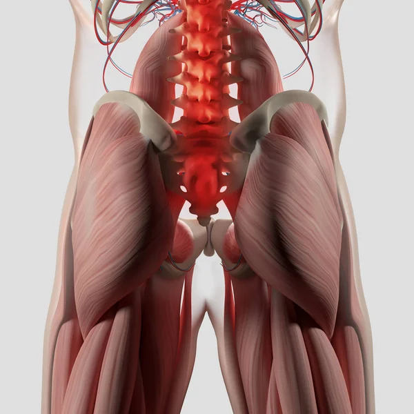 Modèle d'anatomie de la colonne vertébrale et du bassin humain — Photo