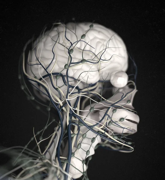 Ανθρώπινος εγκέφαλος ώθηση σύστημα — Φωτογραφία Αρχείου