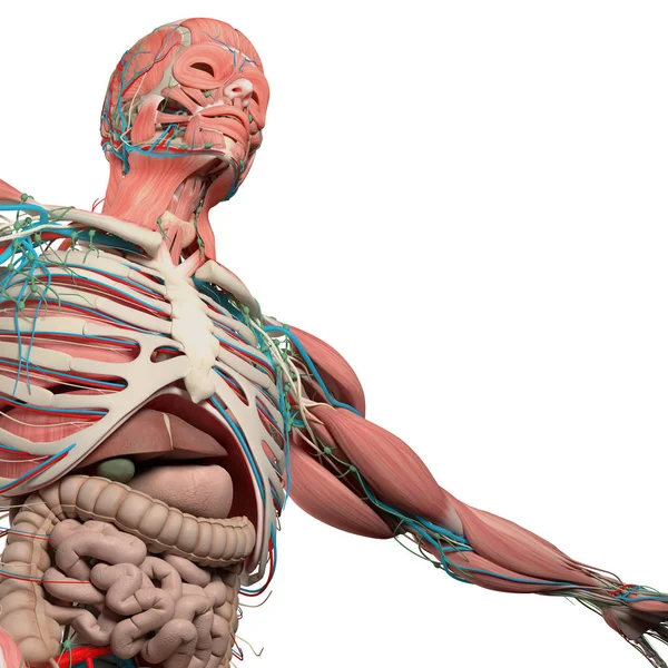 insan göğüs anatomisi