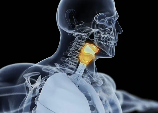 Modelo de anatomía de la glándula tiroides humana — Foto de Stock
