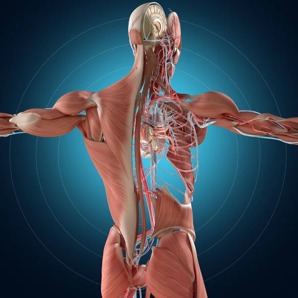 Modello anatomico del sistema muscolare e vascolare — Foto Stock