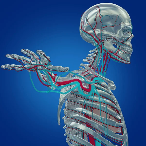 Human skeleton with vascular system — Stock Photo, Image