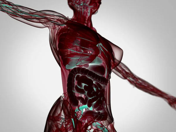 Female body anatomy — Stock Photo, Image