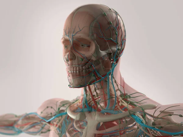 Модель анатомии головы мужчины — стоковое фото