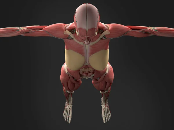 Anatomía del cuerpo femenino —  Fotos de Stock