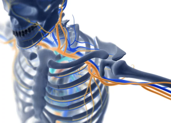 肩关节解剖模型 — 图库照片