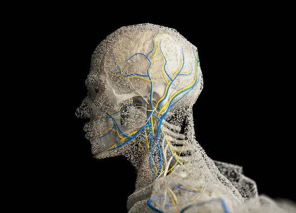 Cabeza de anatomía humana — Foto de Stock