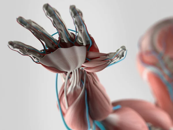 Mänsklig hand anatomi modell — Stockfoto