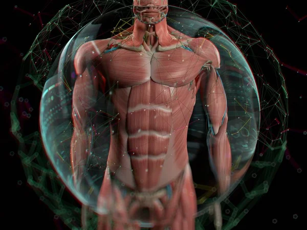 Дополненная реальность. Анатомия человека — стоковое фото