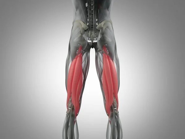 Modelo de anatomía de grupo muscular isquiotibial — Foto de Stock