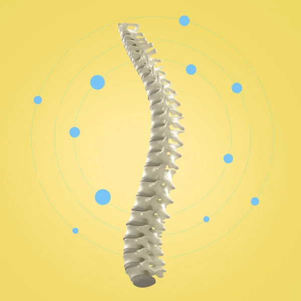 Modelo da coluna vertebral humana — Fotografia de Stock