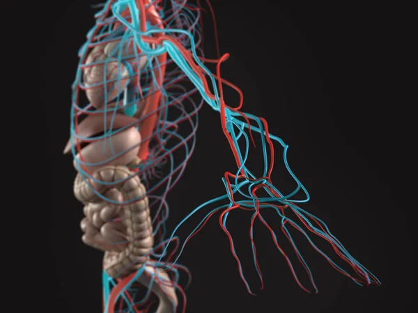 Anatomia humana vista lateral — Fotografia de Stock