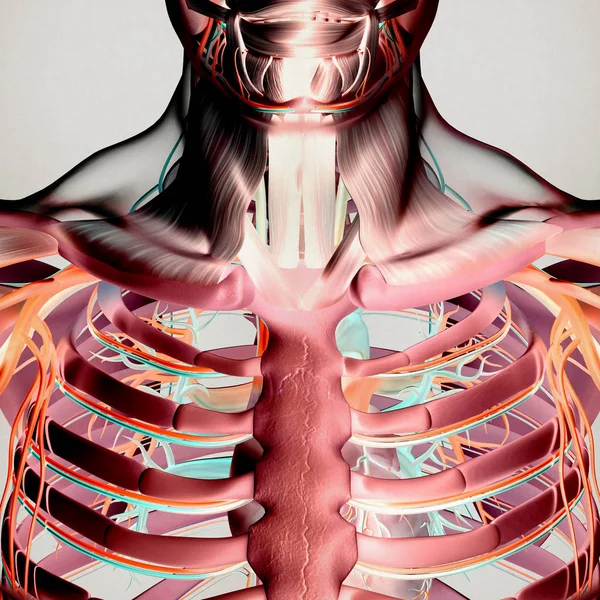 Modelo de anatomia da caixa torácica humana — Fotografia de Stock