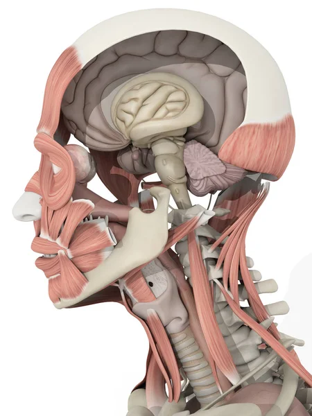 Modello anatomico testa maschile — Foto Stock