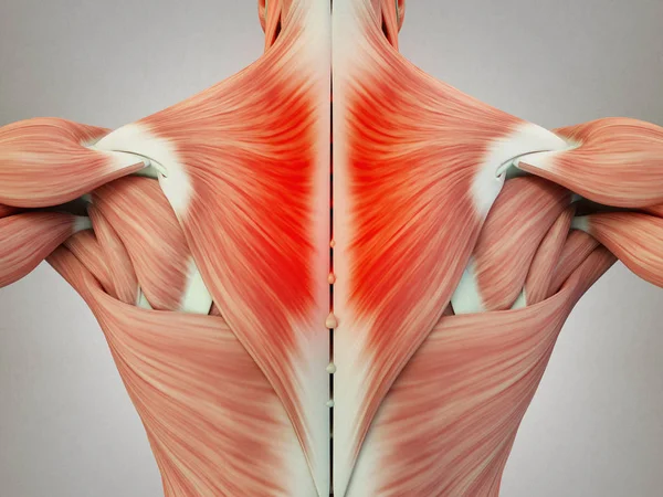 男性躯干背部肌肉 — 图库照片