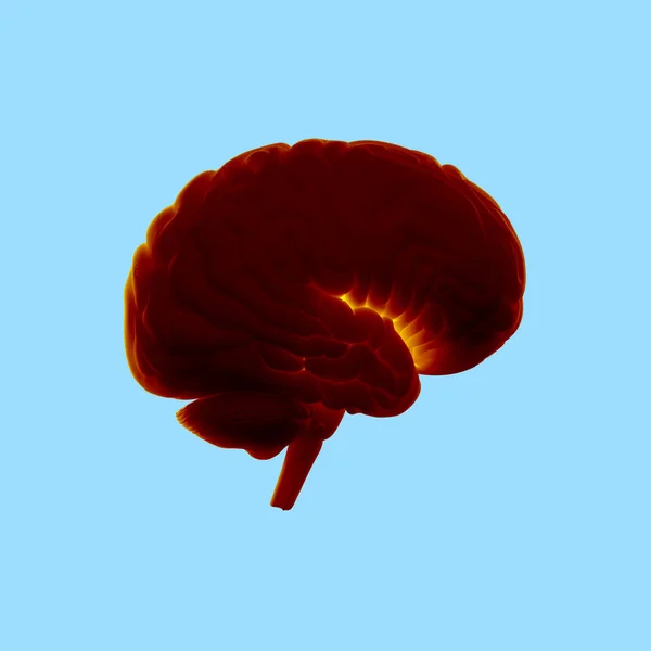 Modelo de cérebro humano — Fotografia de Stock