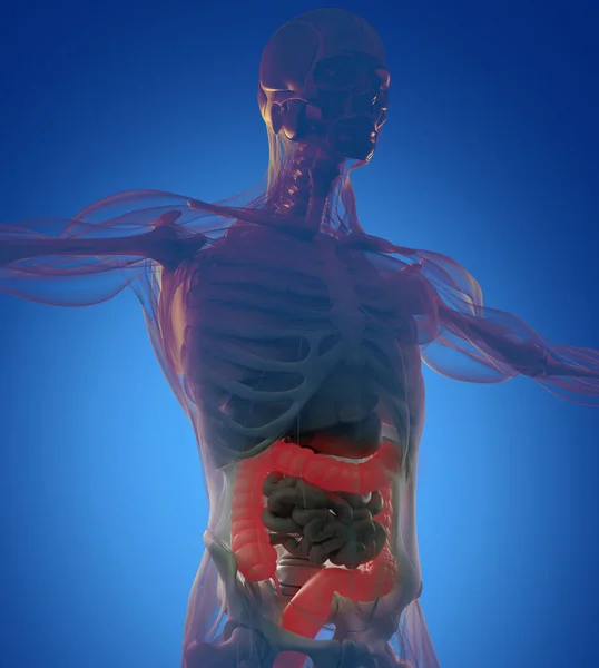 Модель анатомії товстої кишки людини — стокове фото
