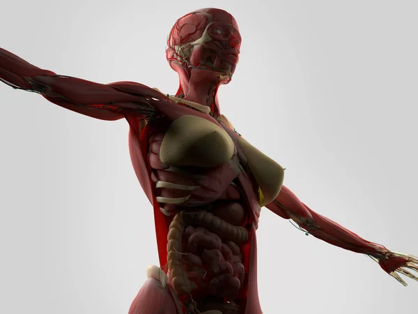 Anatomia del corpo femminile — Foto Stock