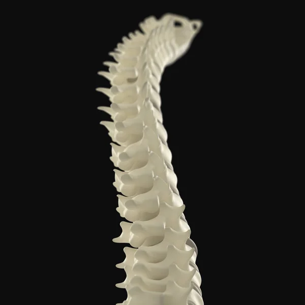 Modelo de columna vertebral humana — Foto de Stock