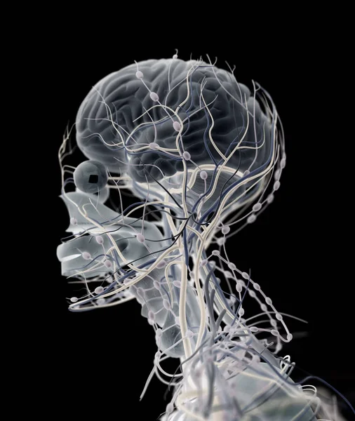 Система імпульсу людського мозку — стокове фото