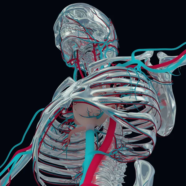 Menselijk skelet anatomie model — Stockfoto