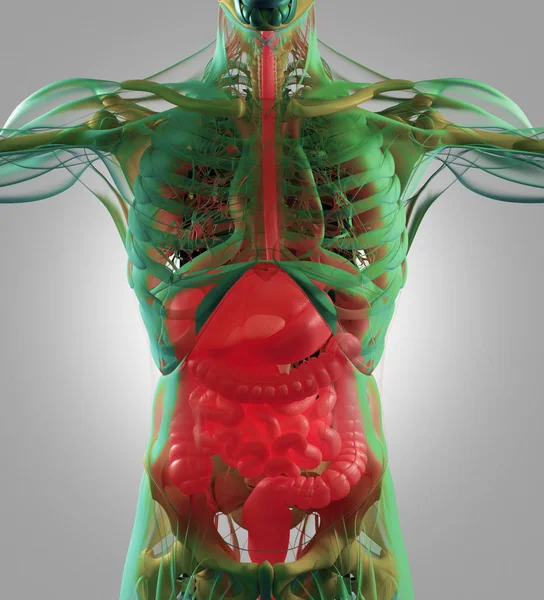 Modelo de anatomia do sistema digestivo — Fotografia de Stock