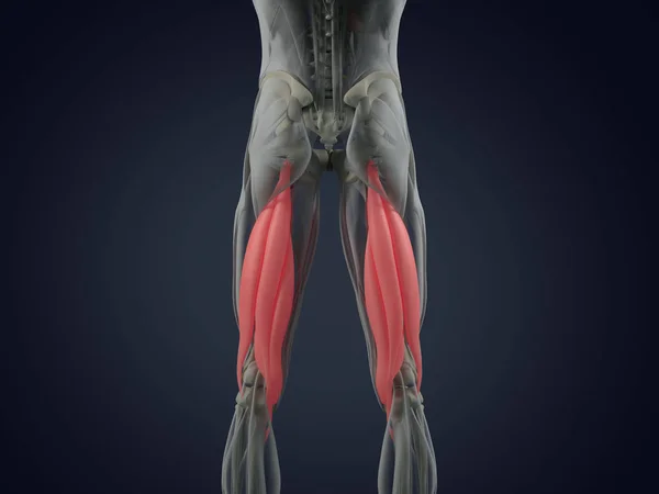 Modelo de anatomia do grupo muscular Hamstring — Fotografia de Stock