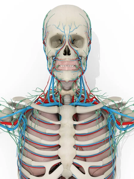 Anatomický model lidské lebky — Stock fotografie