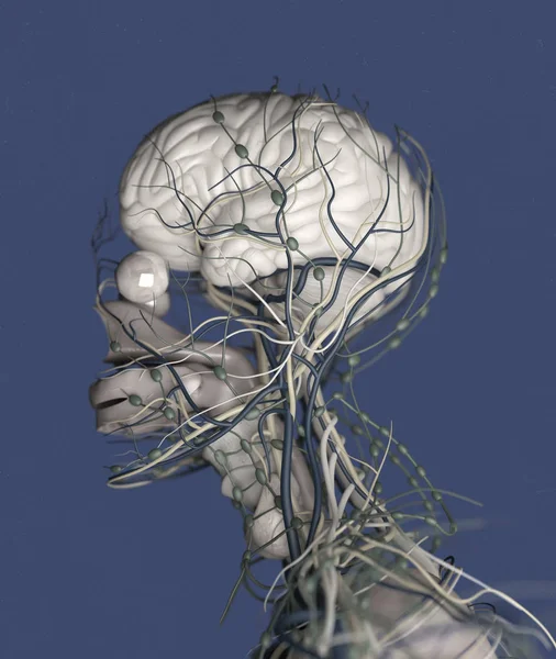 Sistema di impulsi cerebrali umani — Foto Stock