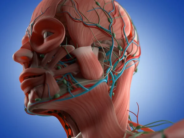 Анатомічна модель людської голови — стокове фото