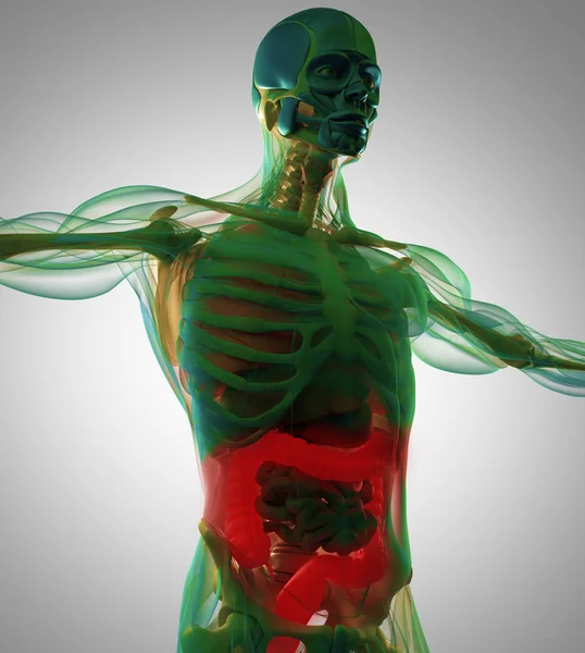 Modelo de anatomía del colon humano — Foto de Stock