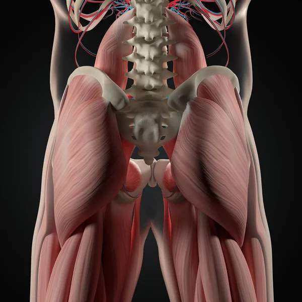 Menselijke wervelkolom en bekken anatomie model — Stockfoto