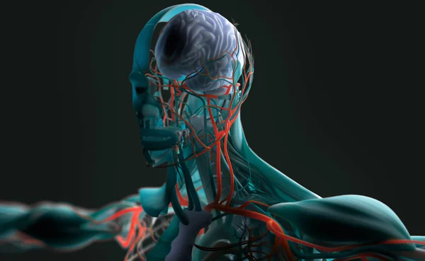 Erkek anatomisi modeli — Stok fotoğraf