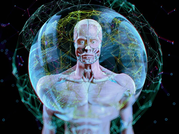 Виртуальная анатомия человека — стоковое фото
