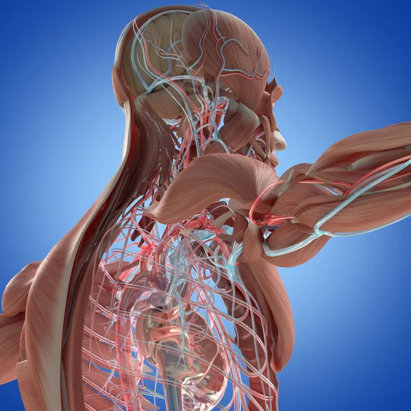 肌肉和血管系统解剖模型 — 图库照片