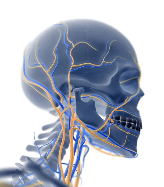 Model anatomii czaszki człowieka — Zdjęcie stockowe