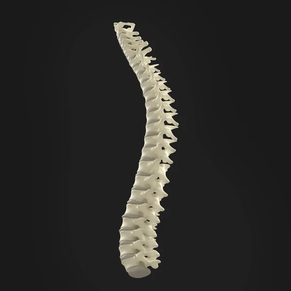 Modelo da coluna vertebral humana — Fotografia de Stock