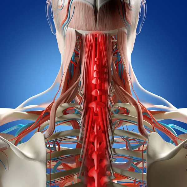 Human nacke och ryggrad anatomi modell — Stockfoto