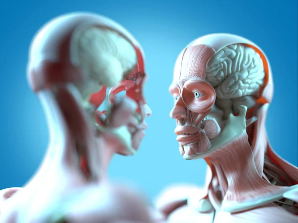 Enfrentar modelos de anatomía humana — Foto de Stock