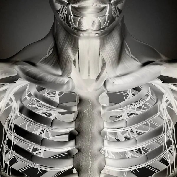 Modelo de anatomia da caixa torácica humana — Fotografia de Stock