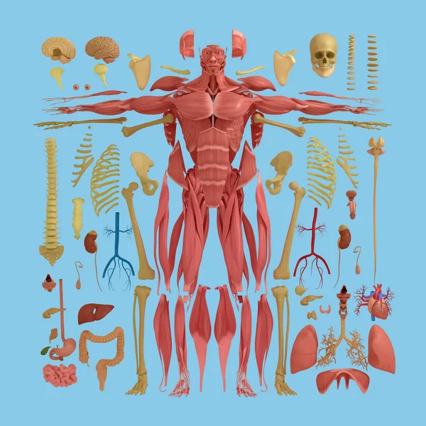 Modelo de anatomía masculina — Foto de Stock