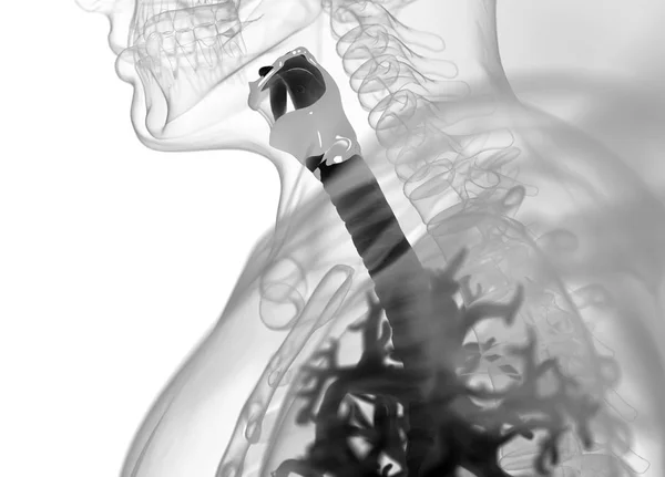 ひと気管支解剖モデル — ストック写真