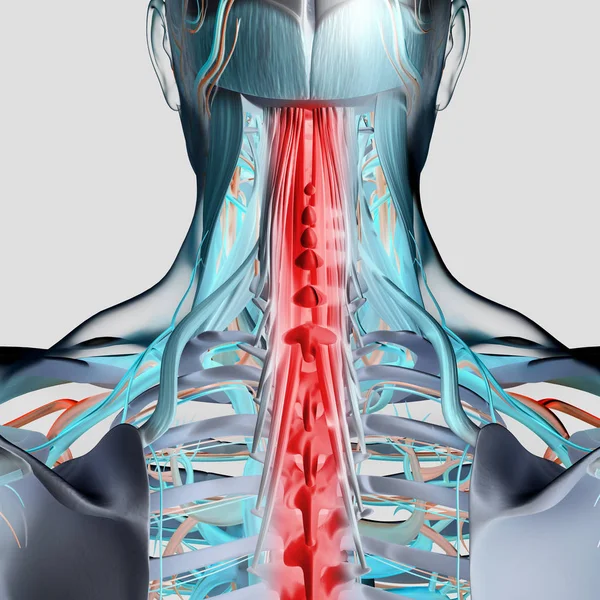 Lidský model anatomie krku a páteře — Stock fotografie
