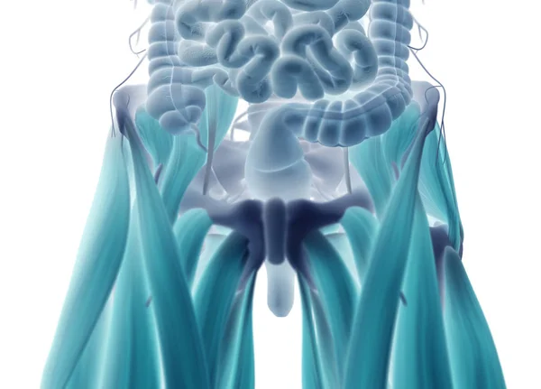 Modelo del sistema digestivo humano — Foto de Stock