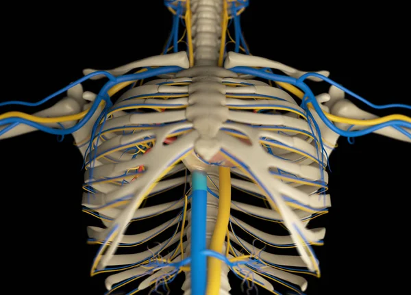 人間の胸郭解剖モデル — ストック写真