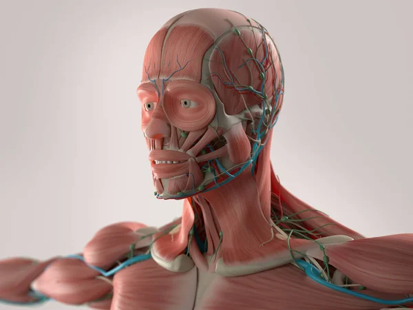 erkek baş anatomisi modeli