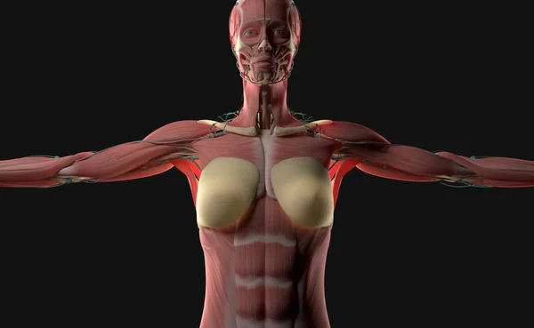 Anatomia del corpo femminile — Foto Stock