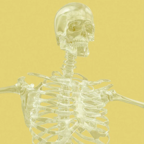 Anatomimodell for skjelett hos mennesker – stockfoto