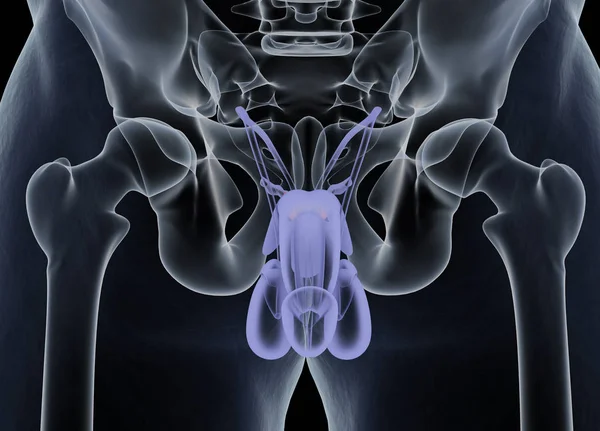 前列腺解剖模型 — 图库照片